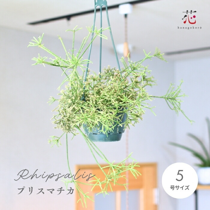 リプサリス　パラドクサファイン　5号　吊り鉢　① Amazon｜観葉植物 リプサリス パラドクサ 5号 吊り鉢 吊り下げ