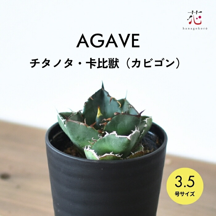 楽天市場】PLANCHU 多肉植物 アガベ チタノタ ライオンズメーン