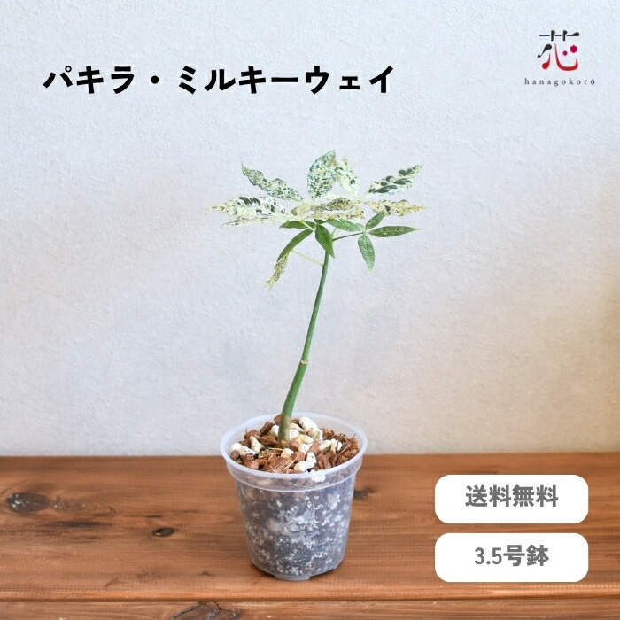 楽天市場】PLANCHU 観葉植物 パキラ ストレート 実生株 5号樹脂