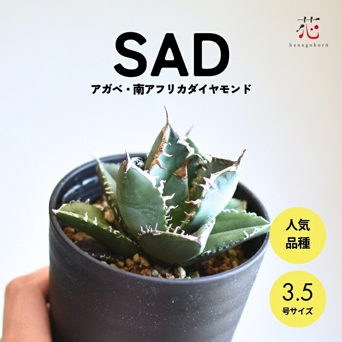 楽天市場】【現品・現物】アガベ チタノタ “シーザー” (Agave Titanota