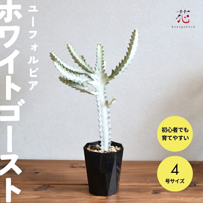 楽天市場】タニクショクブツ 希少 多肉植物 ユーフォルビア