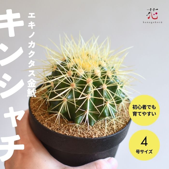 楽天市場】観葉植物/サボテンの王様：金シャチ（キンシャチ・金鯱）12