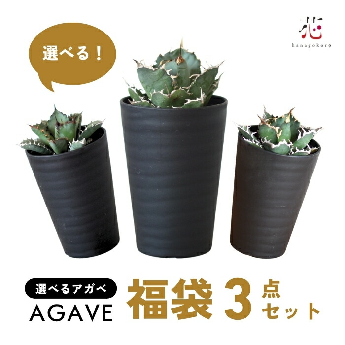 楽天市場】アガベ チタノタ 福白 白鯨 優良血統超極上棘 美株 大株