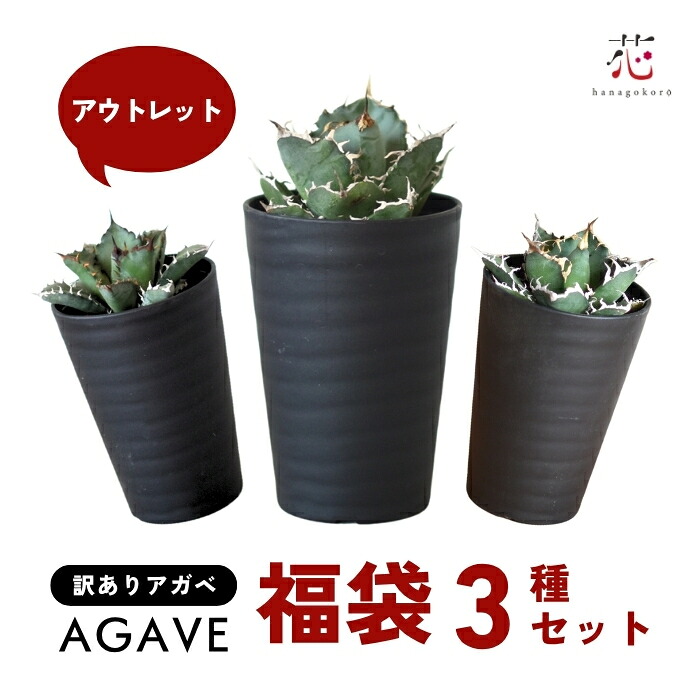 【期間限定9999円→8888円】アガベ ガチャ 福袋 訳あり アウトレット 3種セット アソート チタノタ 白鯨 笹の雪 王妃雷神 希少 種類 2026 セール 観葉植物 鉢 おしゃれ 多肉植物 ミニ 小さい サイズ 耐寒性 庭 風水 卓上 珍しい 屋外 屋内 室内 在庫処分