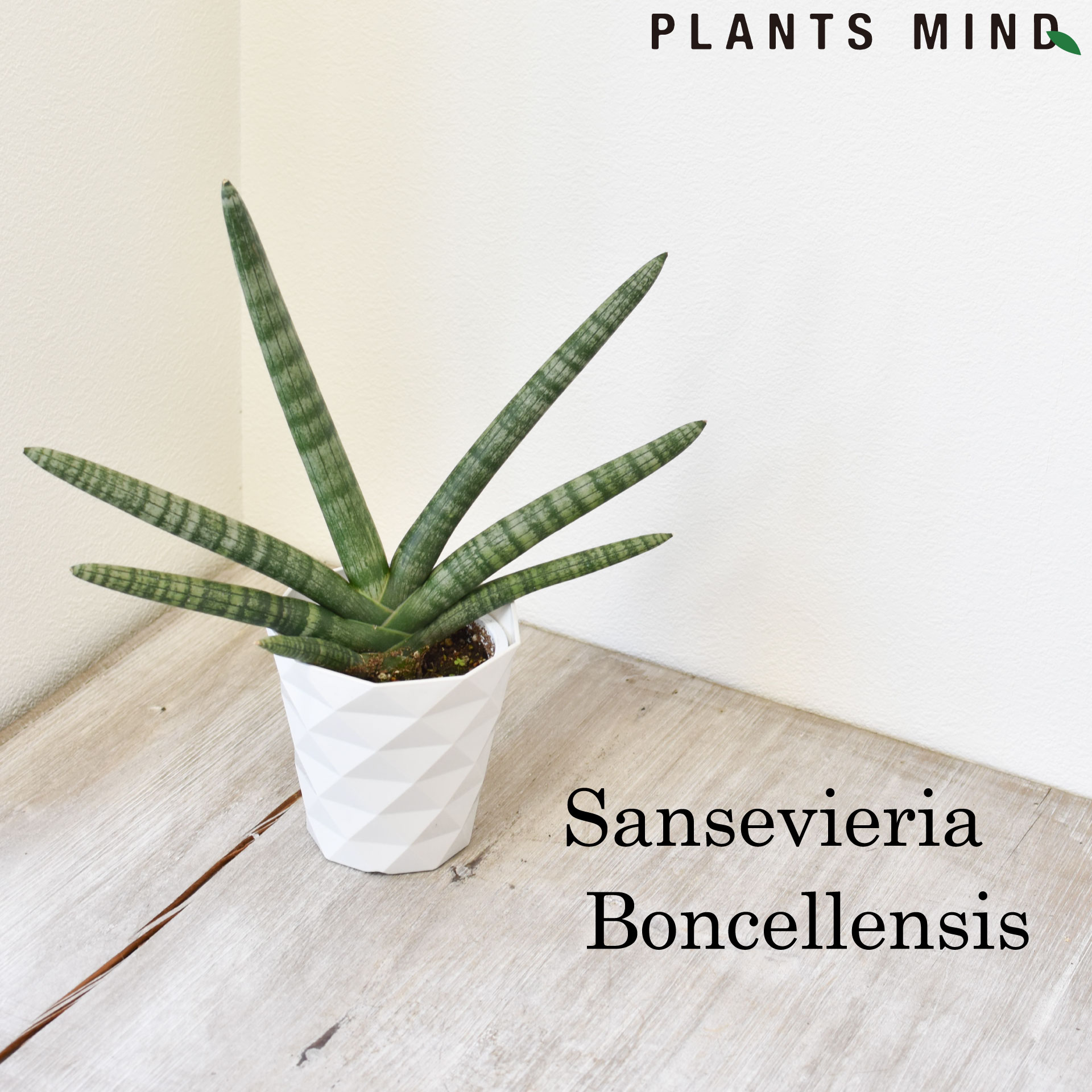 ポイント5倍 観葉植物 おしゃれ サンスベリア ボンセレンシス 4 5号 シリンドリカ キリンドリカ トラノオ 多肉植物 卓上 小さい デスク 虎の尾 清浄の木 初心者 初級 素人 テレビボード リビング 移転祝い 開店祝い 敬老の日 お年玉セール特価