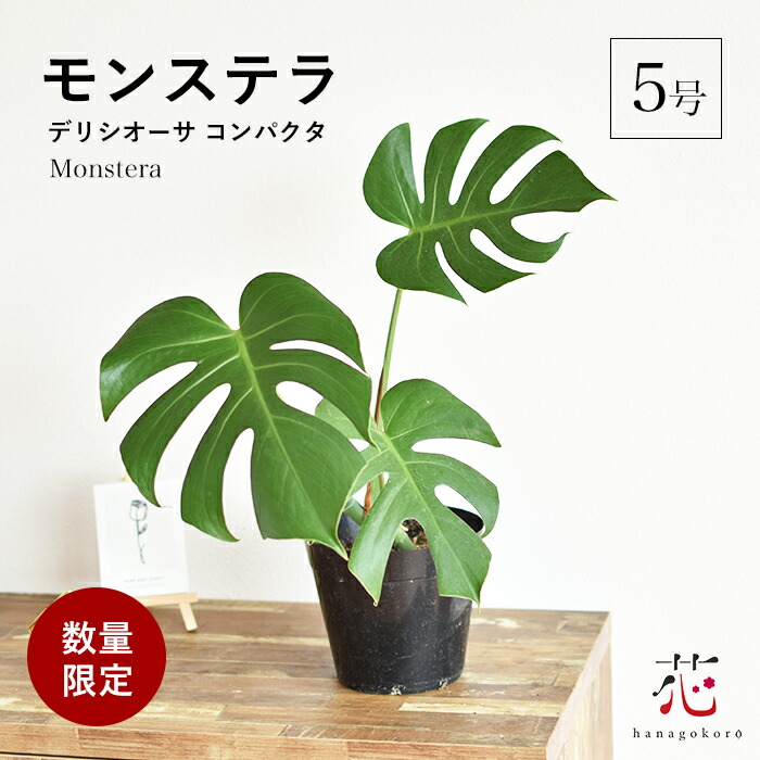 【大迫力♥】モンステラ デリシオーサ 根上がり 楽天市場】観葉植物 大型 モンステラ・デリシオーサ（根上がり仕立て