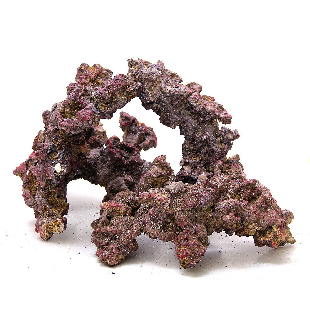 楽天市場】バクテリアがつけばもう ライブロック！ORCA OCEAN ROCK