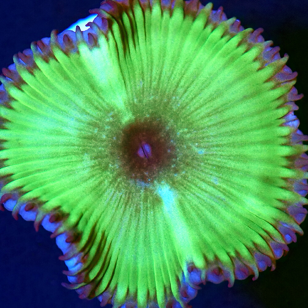 （サンゴ）フラグサンゴ　マメスナギンチャク　サンゾアンシッド　クリアグリーン　ポリカプラグ付き（１個）ｙｌ-５５　北海道・九州航空便要保温