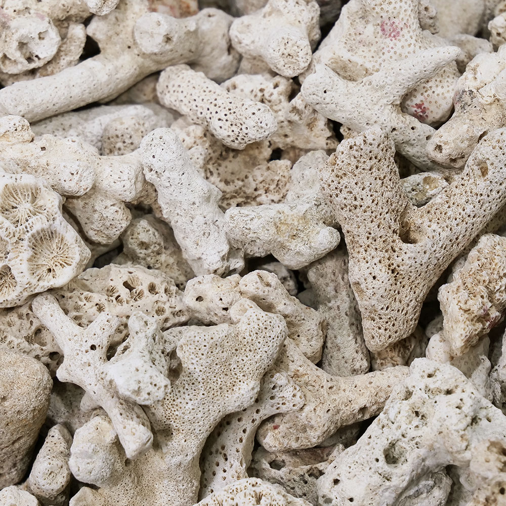 コーミング サンゴ 剥製 大 700g Synear Chicken Soup Dumpling - 15.87 oz (450 g) - Well Come