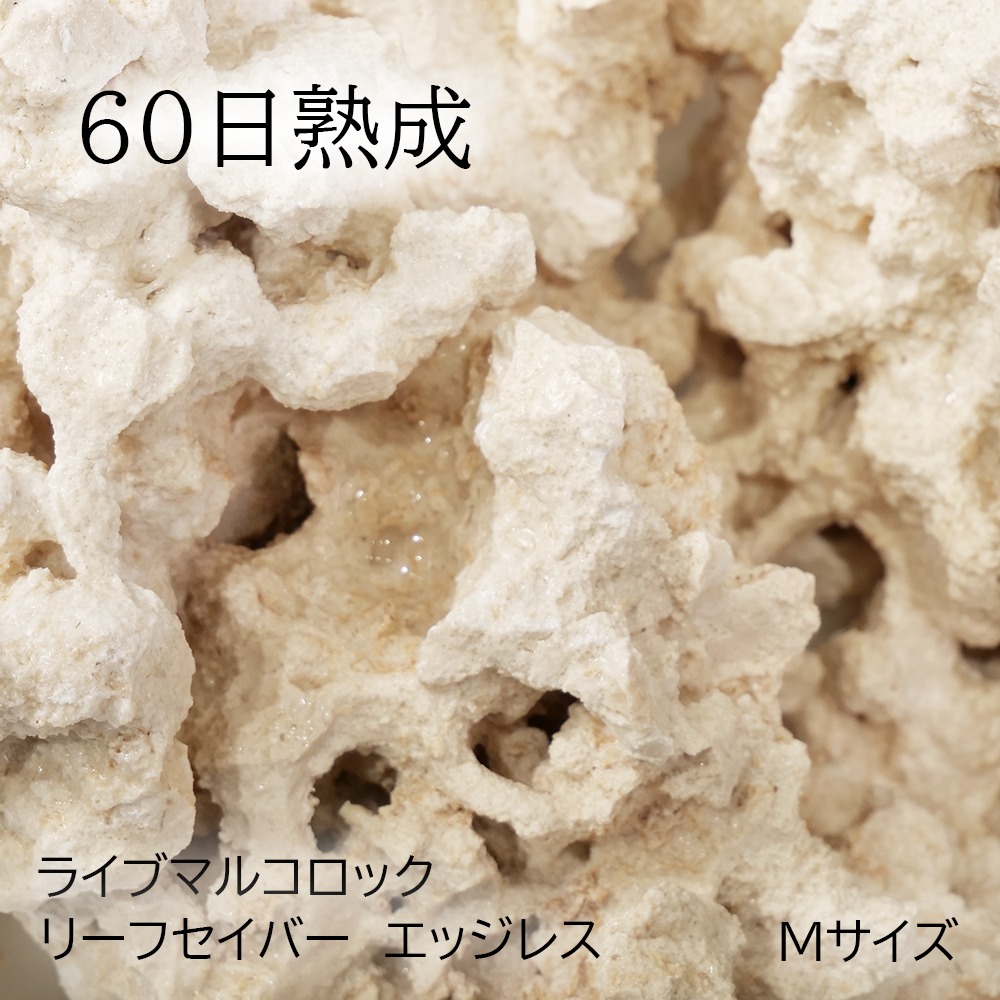 （塩水魚）６０日生いそだつ ライブマルコロック リーフセーバー 外辺部受け答え（Ｅｄｇｅｌｅｓｓ） Ｍ大きさ（１個） 北海道・九州飛行便要保温