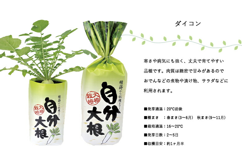 楽天市場 家庭菜園 Gd 391 自分大根 Jan 聖新陶芸 ものうりばplantz
