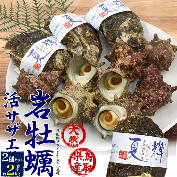 送料無料 鳥取県 ブランド岩牡蠣 夏輝 と活サザエの詰め合わせ q バーベキュー 活サザエ 活さざえ つぼ焼き きも 貝 岩牡蠣 刺身 蒸し 焼き 魚介類 海鮮 蒸し牡蠣 カキフライ 誕生日 母 父の日 内祝 飲食 店舗 和食 割烹 料亭 ごはん 贅沢 ご褒美 大人