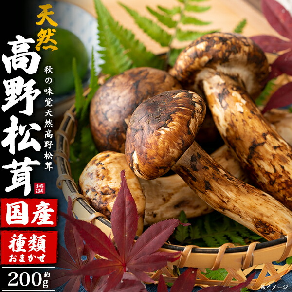 天然松茸 蕾１ｋｇ v18-km200-01.jpg