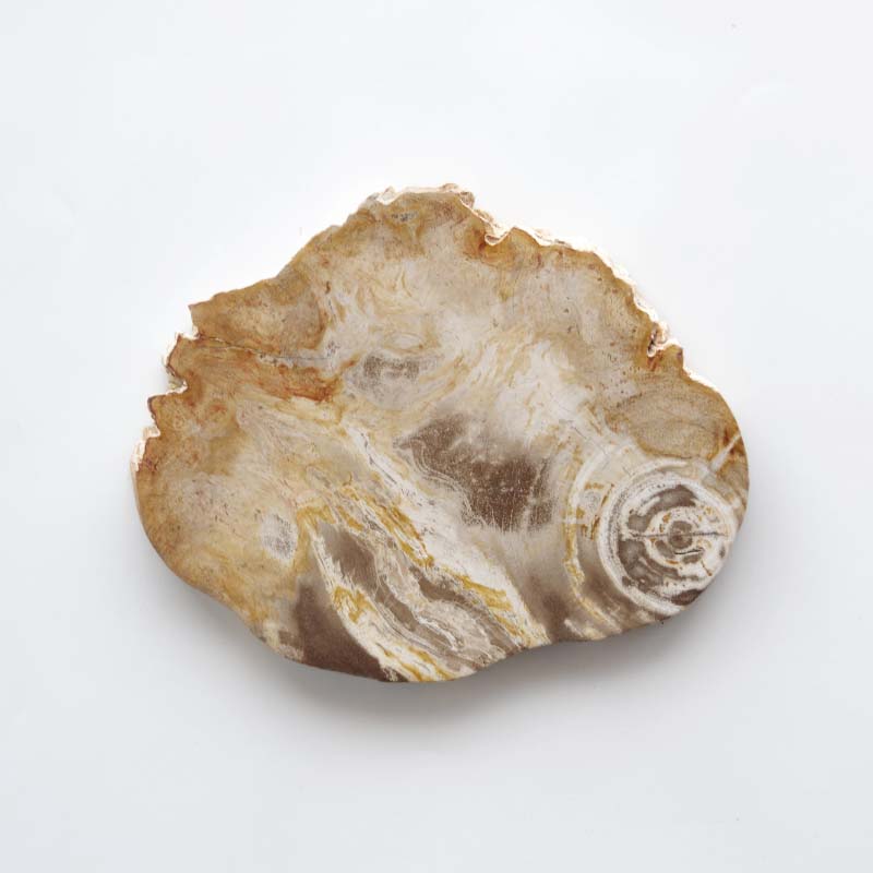 楽天市場】stem ステム フォッシルプレート【珪化木 ケイカボク 木化石