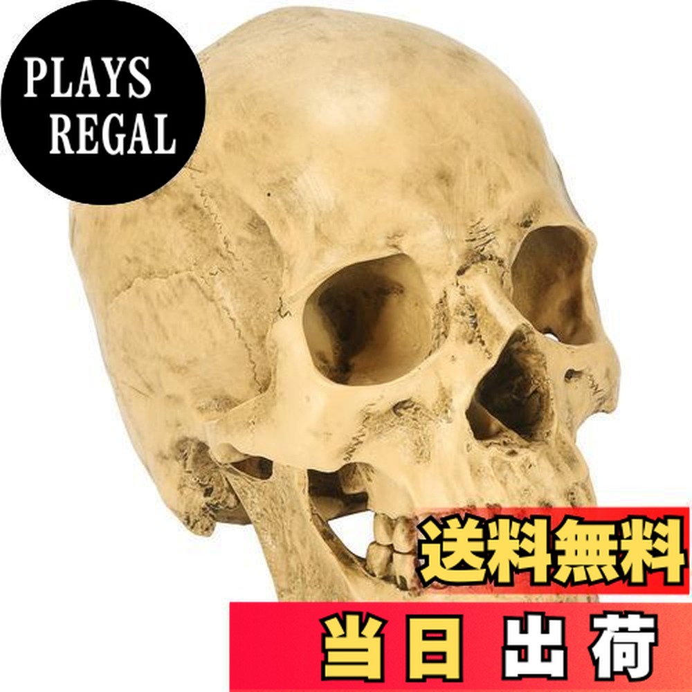 楽天市場】【最大3％OFF】 人体骨格模型 死神 アートインテリア 約90cm