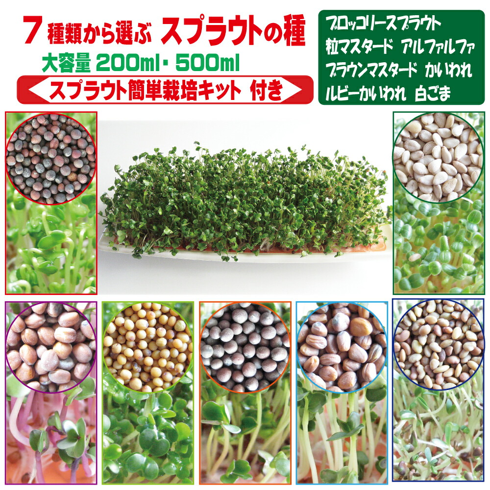 楽天市場】【 栽培キット プレゼント中 】 ブロッコリー