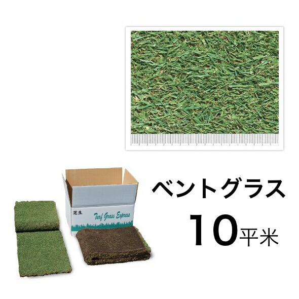 短納期 庭を天然芝に変えるロール芝 寒冷地向きの天然芝生シバ しば ペンクロス ベントグラス 西洋芝マット 寒冷地向け 寒冷地向け 黒土仕様 天然芝 10平米 黒土仕様 緑の切り芝ターフ天然芝生マット エクステリア通販プルーマガーデン 寒さに強い芝生シート 10平米 短納期 庭を天然芝に変えるロール芝 寒冷地向きの天然芝生シバ しば ペンクロス ベントグラス 西洋芝マット 寒冷地向け 寒冷地向け 黒土仕様 天然芝 10平米 黒土仕様 緑の切り芝ターフ天然芝生マット エクステリア通販プルーマガーデン 寒さに強い芝生シート 10平米