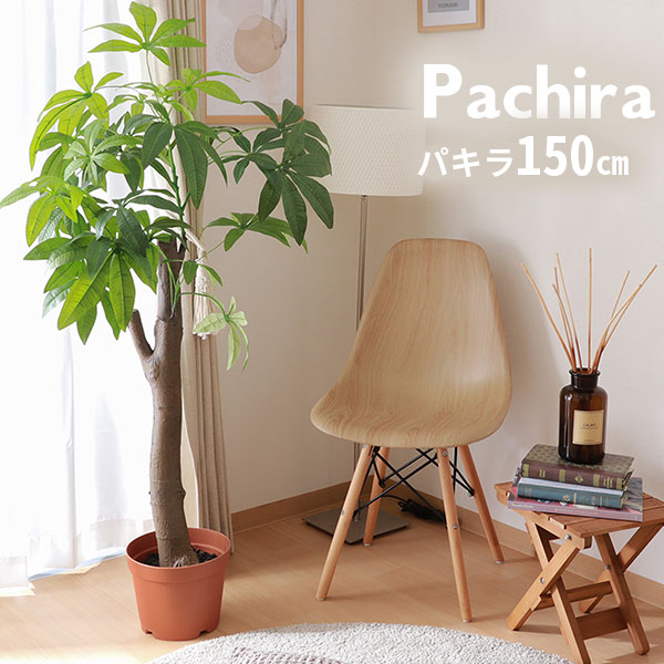 楽天市場】おしゃれ 観葉植物：斑入り ハスノハギリ ラブリー