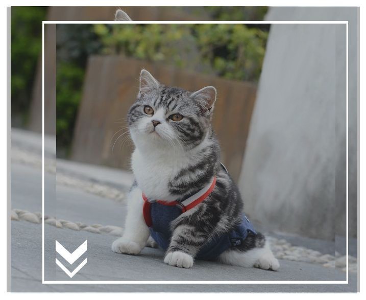 送料無料 犬用サニタリーパンツ サスペンダー マナー対策 マナーパンツ 猫 生理パンツ おむつカバー ドッグウェア 犬の服 小型犬