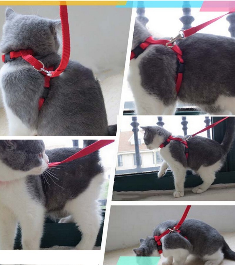 市場 送料無料 ペットグッズ ペット用品 お散歩グッズ 猫用 リード ハーネス リーシュ 2点セット 散歩紐