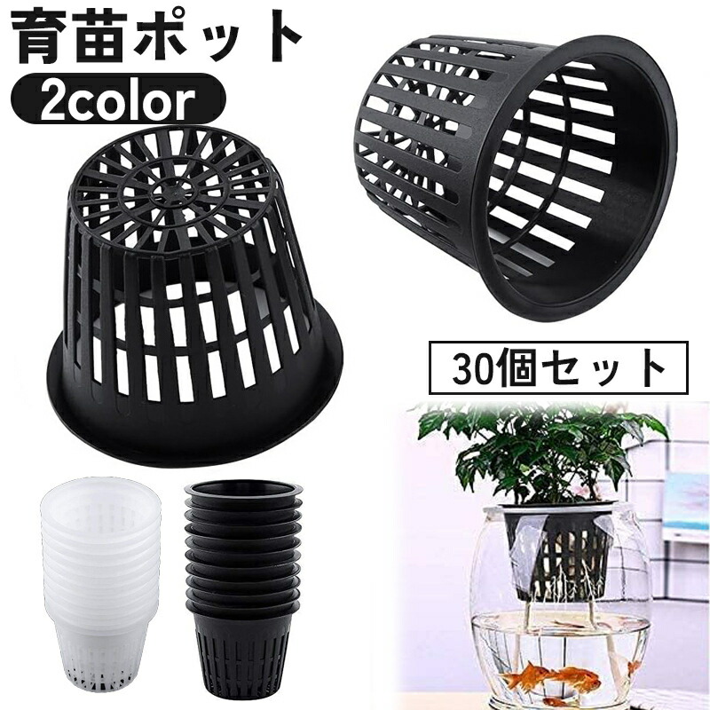 2024実生苗セットl 4センチポット 2024実生苗セットd 4センチポット