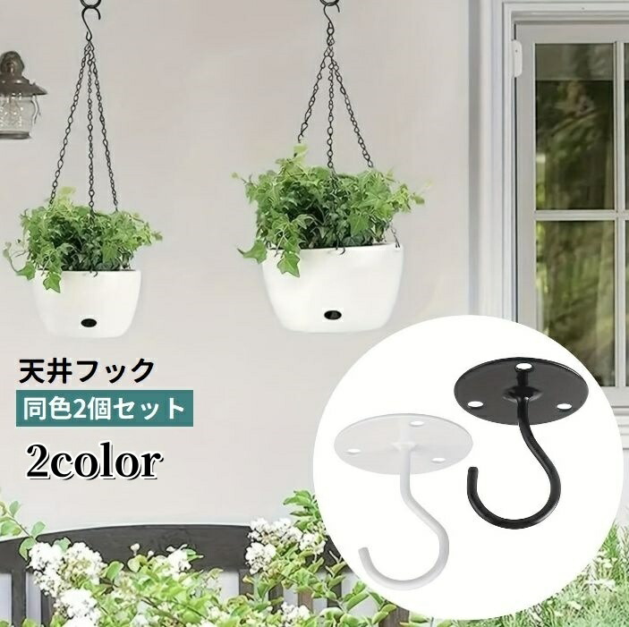 楽天市場】【観葉植物】コウモリラン ビカクシダ ビフルカツム 4号鉢