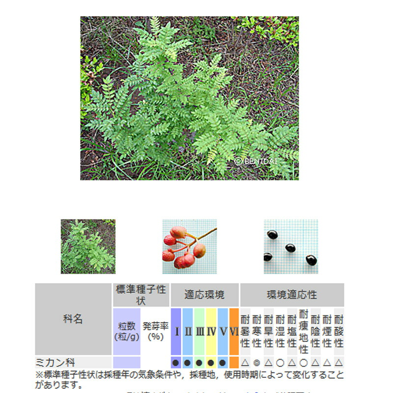 新しいスタイル 緑化用 草本 サンショウ 日本産 種 100g 種のみの販売 侵食防止 緑化 法面 種子 紅大 共B 代引不可 個人宅配送不可  whitesforracialequity.org