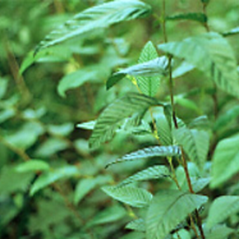 緑化失費 ドラフト ヤシャブシ 外国産む 部 1kg 種剞けつの商い 侵食止らす 緑化 仕法表層 内果皮 頬べに矯激 共b 勘定引き不可 個人居住配る不可 Faycha Org