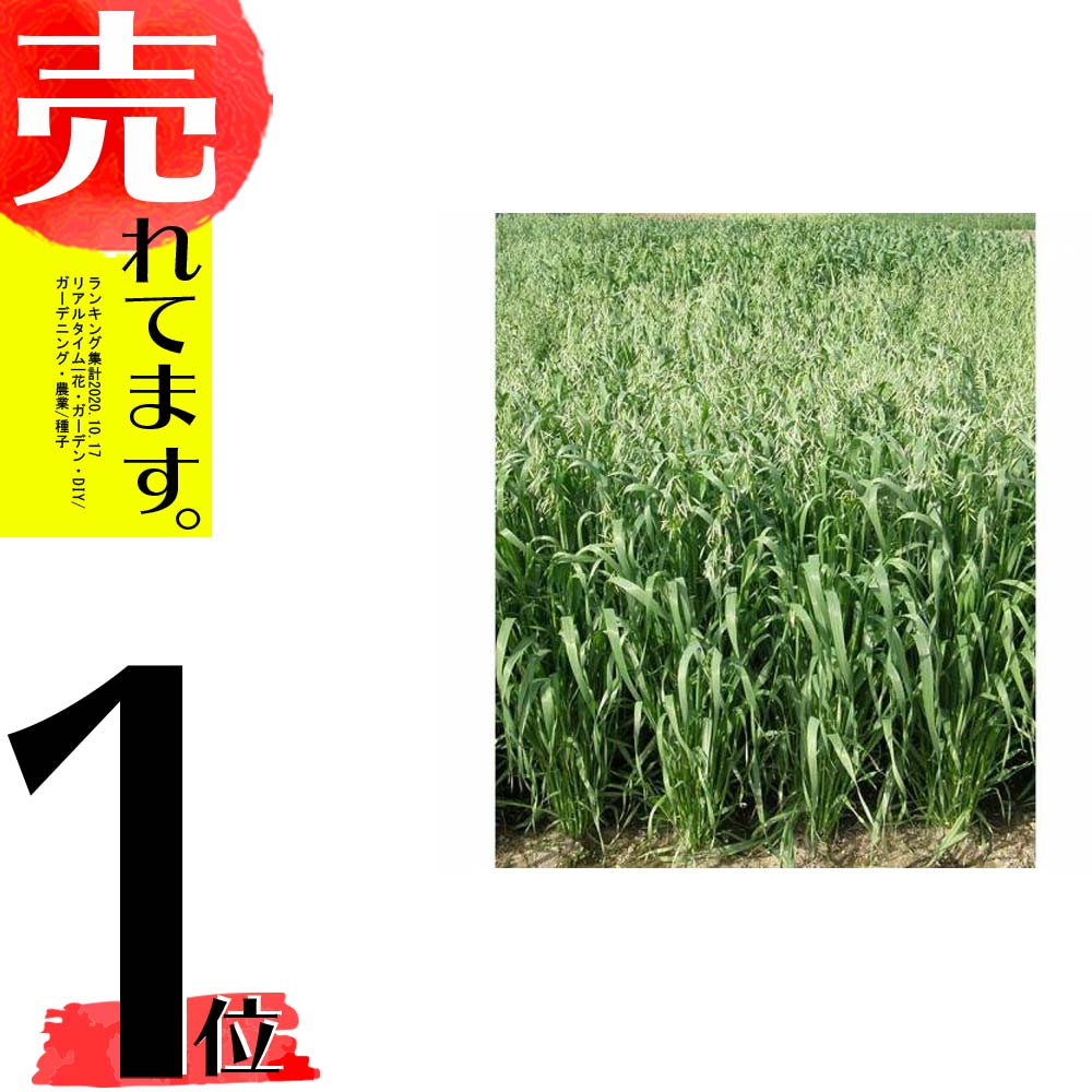 種 14kg エンバク 花の種子 スナイパー 畑作 園芸 14kg 緑肥 園芸 播種期 8 10月 えん麦 雪印種苗 米s 代引不可 農業用品販売のプラスワイズサツマイモネコブセンチュウを抑制 種 14kg エンバク 花の種子 スナイパー 畑作 園芸 14kg 緑肥 園芸 播種期 8 10月 えん麦 雪印種苗 米s 代引不可 農業用品販売のプラスワイズサツマイモネコブセンチュウを抑制