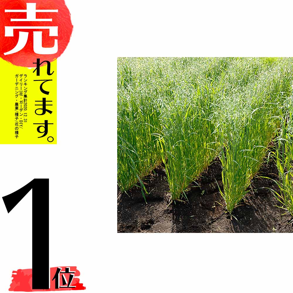 楽天市場 種 15kg エンバク とちゆたか 畑作 園芸 緑肥 播種期 2 11月 えん麦 雪印種苗 米s 代引不可 農業用品販売のプラスワイズ 楽天市場 種 15kg エンバク とちゆたか 畑作 園芸 緑肥 播種期 2 11月 えん麦 雪印種苗 米s 代引不可 農業用品販売のプラスワイズ