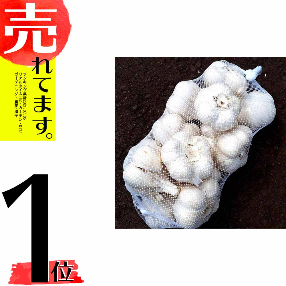 10kg にんにく 種子 8月上旬出荷予定 栽培用 にんにく ホワイト六片 球根 栽培用にんにく Lサイズ 代引不可 農業用品販売のプラスワイズ 種用 ニンニク 青森県産 球根 米s
