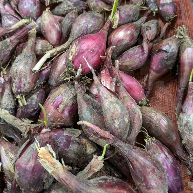 楽天市場】「 ラッキョウ 150g(宮崎県産）種根」種 国産 らっきょう