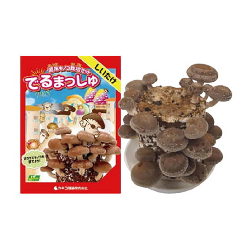 楽天市場】菌床キノコ 栽培セット でるまっしゅ しいたけ 品種名 菌王1