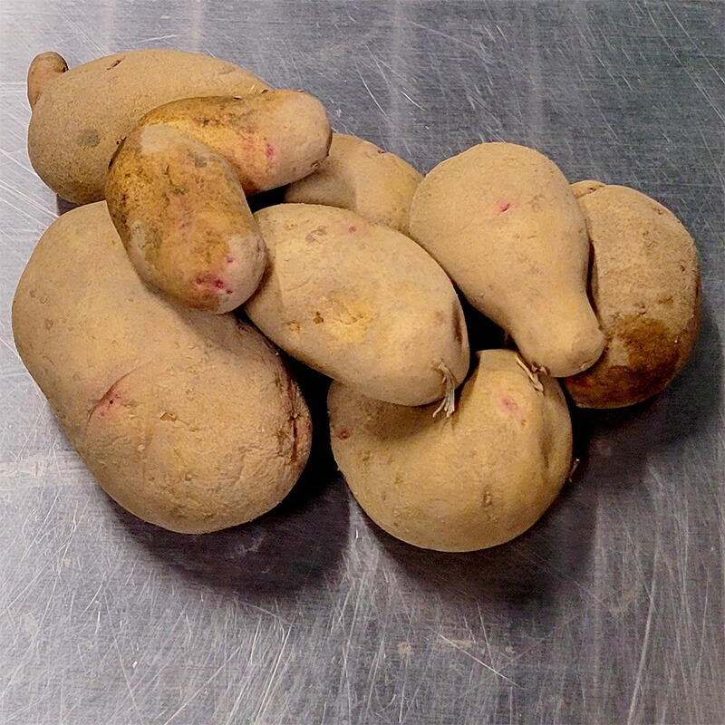 楽天市場】じゃがいも 種イモ「デジマ 10kg」(長崎県産)＼マツコの知ら