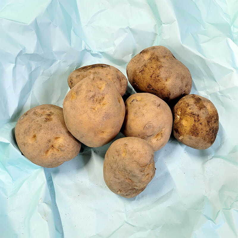 楽天市場】今期入荷なし じゃがいも種芋 グランドペチカ