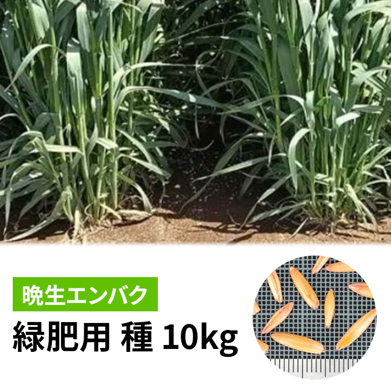 【7/1~最大100%Pバック抽選で要エントリー】種 22.5kg ヒットマン エンバク カネコ種苗 緑肥 春播き 秋播き 線虫低減 硬盤破砕 防風 敷ワラ カ緑 代引不可|農業用品販売のプラスワイズ