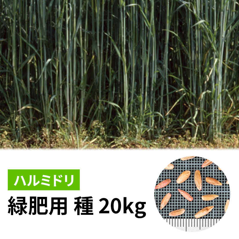 【7/1～最大100%Pバック抽選で要エントリー】種 20kg ハルミドリ ライムギ カネコ種苗 ライ麦 緑肥 秋播き 硬盤破砕 敷ワラ 黒斑細菌病耐病性 カ緑 代引不可｜農業用品販売のプラスワイズ