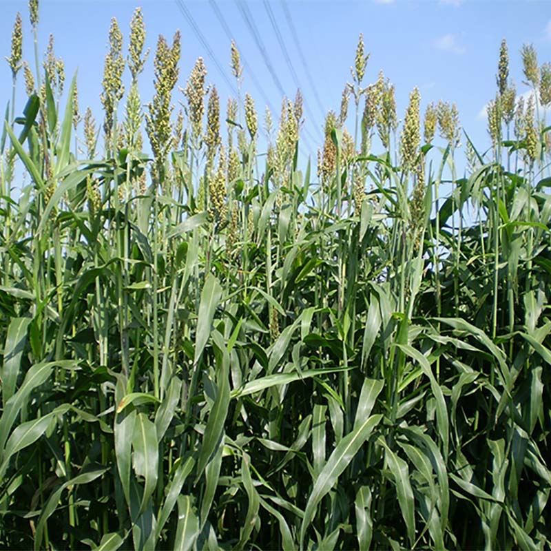 楽天市場】種 6kg ソルガム ハイグレンソルゴー 中早生 酪農 畜産 緑肥