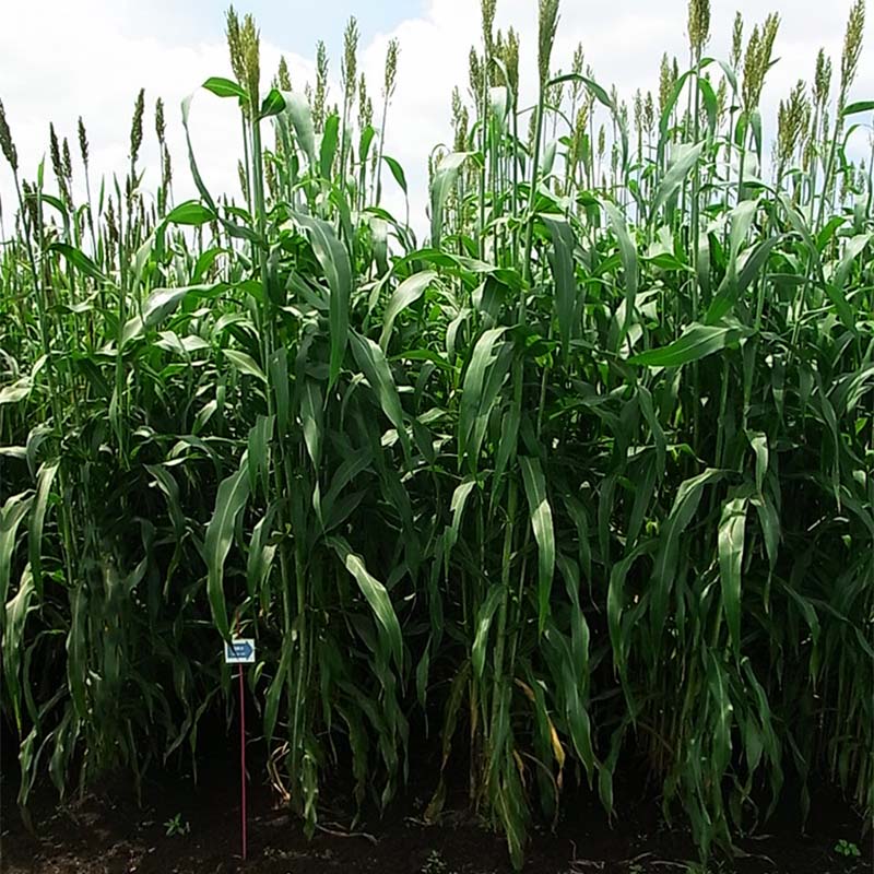 楽天市場】種 6kg ソルガム ハイグレンソルゴー 中早生 酪農 畜産 緑肥