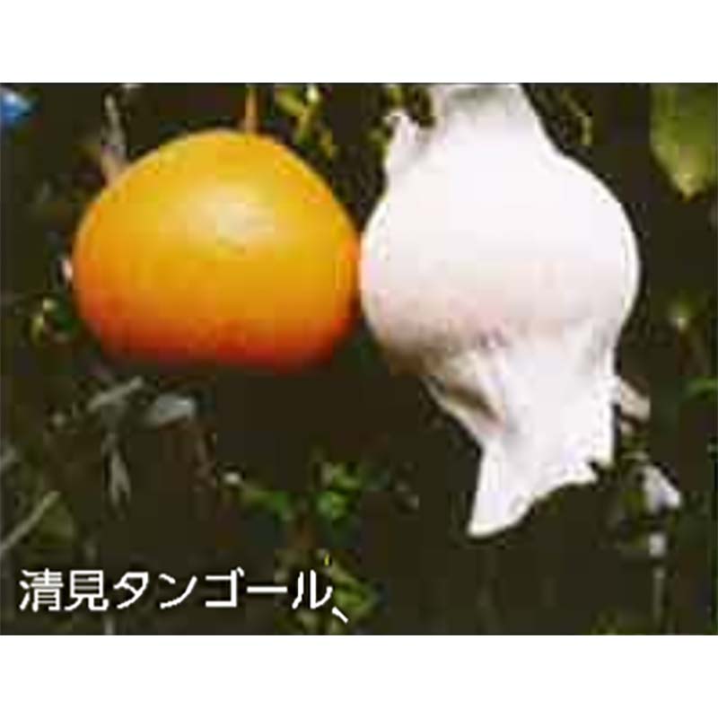 楽天市場】2300枚 果実袋 サンテ S-10 18cm 白 果面保護 ミカン 楽天市場】2300枚 果実袋 サンテ S-10 18cm 白 果面保護 ミカン
