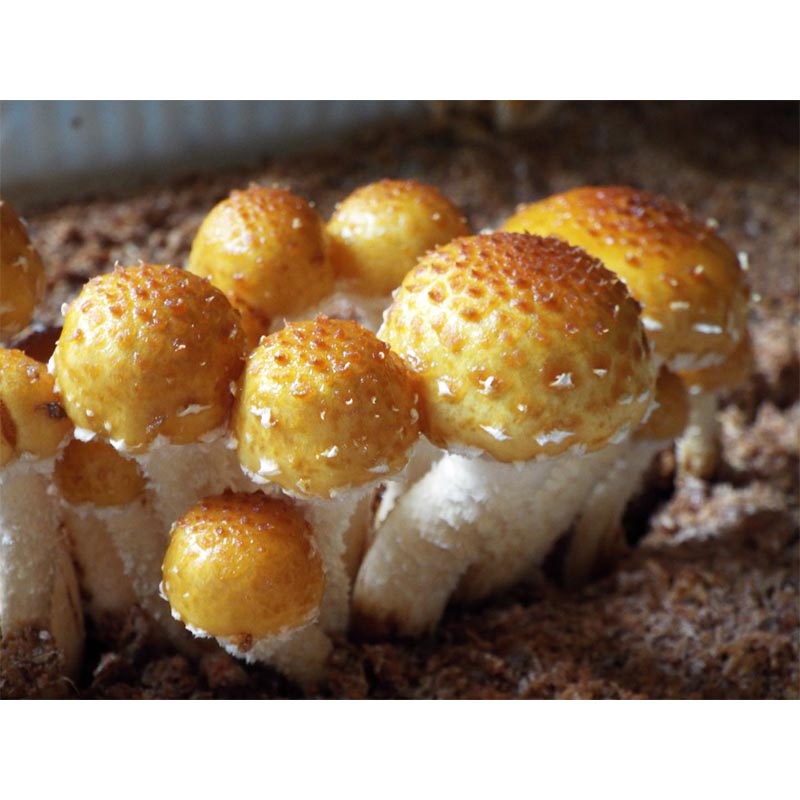 500個入 種駒 ぬめりすぎたけ 丸棒型 食用きのこ菌 キノコ ヌメリスギタケ 滑杉茸 加川椎茸 米S 代引不可 ガーデニング・農業 | antiguaboreal.com