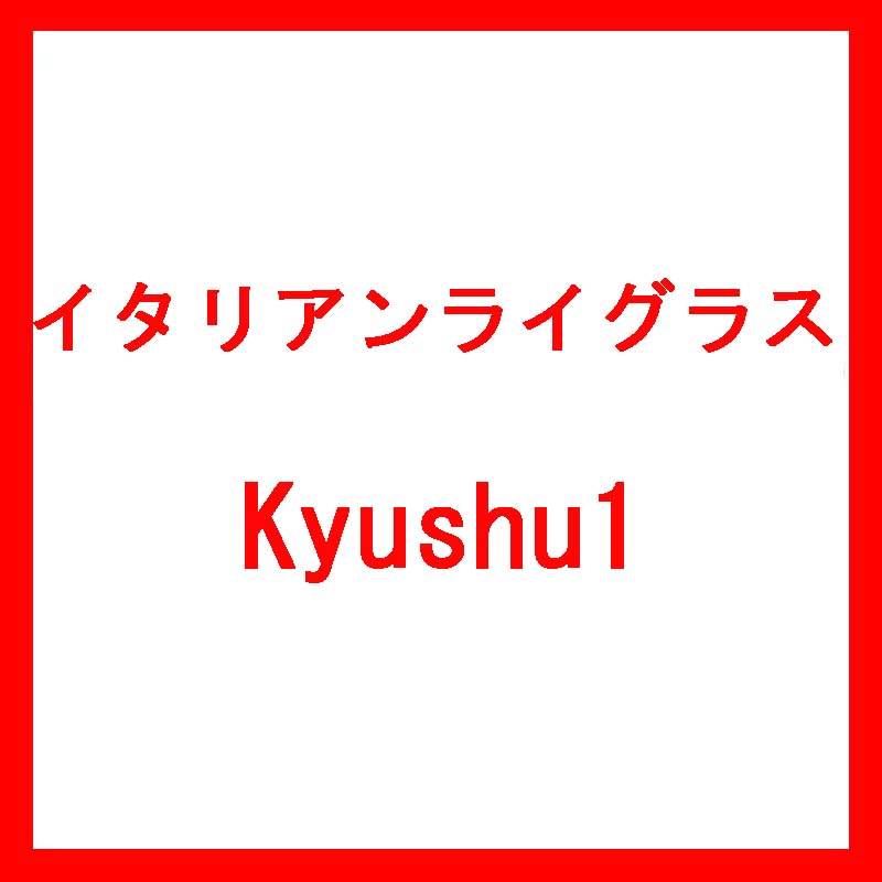 695円 安い購入 種 1kg イタリアンライグラス Kyushu1 雪印種苗 米S 代引不可