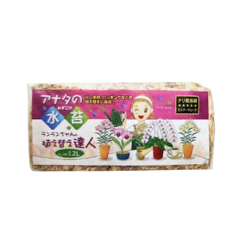 1等最大限度100％尖んがりうしろ側社会的運動6月も為し終える！