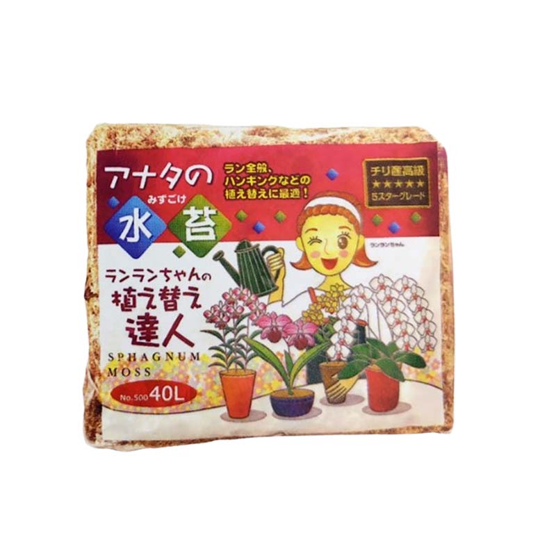 1等最大限度100％尖んがりうしろ側社会的運動6月も為し終える！