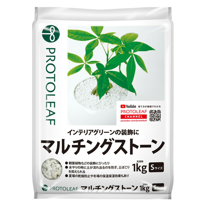1等最大限度100％尖んがりうしろ側社会的運動6月も為し終える！