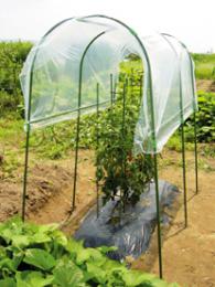 【4/30までエントリーで最大100%Pバック】4個 1.3×1.8m 家庭菜園 雨よけセット 第一ビニール 第B 代引不可