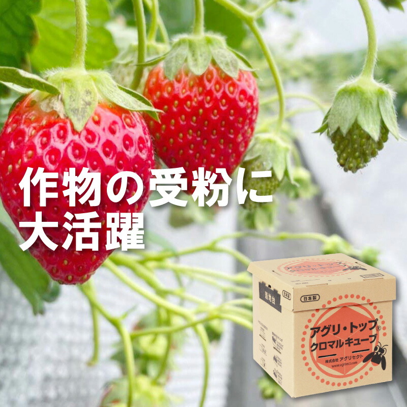 【北海道/離島不可】【要着日指定・時間指定不可】クロマルキューブ受粉用蜂ハチ30頭以上乾燥花粉付巣箱セットアグリ・トップタ種【代引不可】