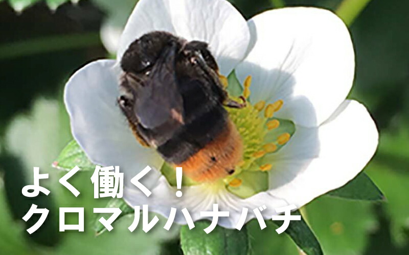 【北海道/離島不可】【要着日指定・時間指定不可】クロマルキューブ受粉用蜂ハチ30頭以上乾燥花粉付巣箱セットアグリ・トップタ種【代引不可】