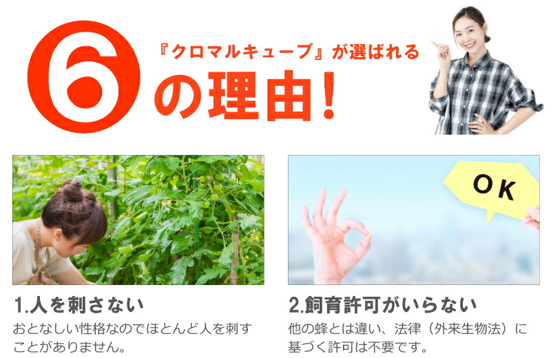 クロマルキューブ受粉用蜂ハチ30頭以上乾燥花粉付巣箱セットアグリセクトタ種代引不可北海道不可要着日指定時間指定不可