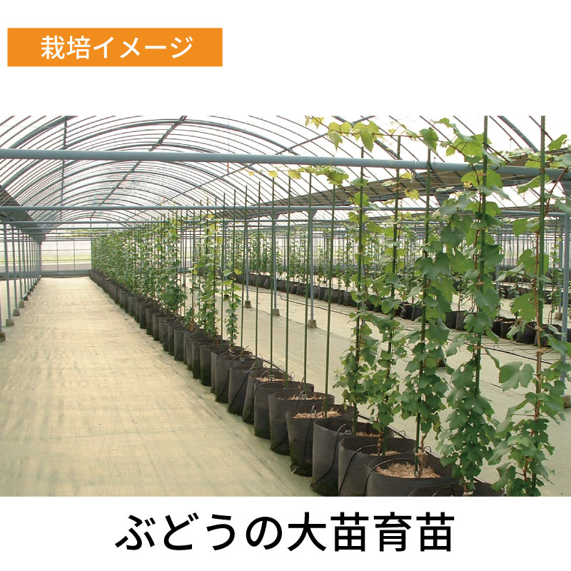 10枚ルートラップポット10A40号直径45cm×40cm約60L不織布根域制限防根遮根透水ポットハセガワ工業代引不可